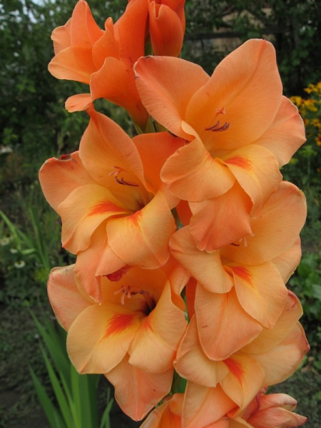 Гладиолус Сэлмон 10/12 (НК) 10шт/уп