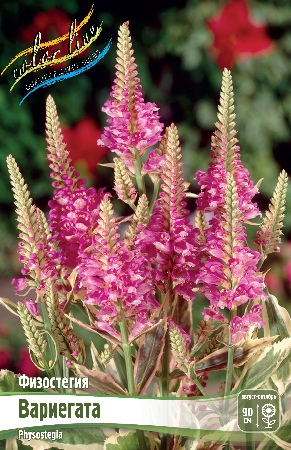Физостегия Вариегата 1шт (КолЛайн) 