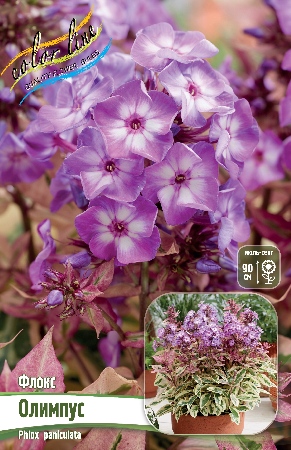 Флокс Олимпус 1шт (КолЛайн)