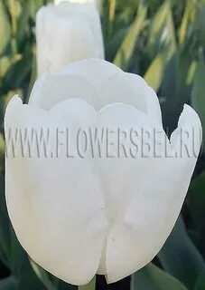 Тюльпан Альбатрос 11/12 1шт (Садовита) 7шт/уп