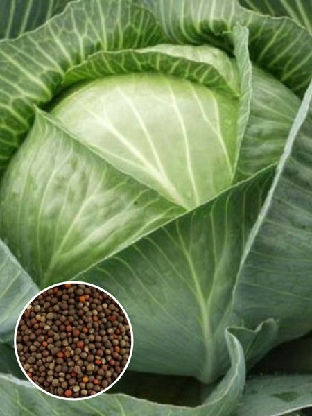 Капуста Московская поздняя 1кг (ПрСидс)