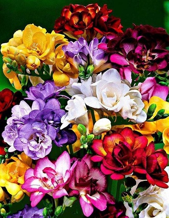 Фрезия Смесь Махровая 1шт (КолЛайн) 5шт/уп