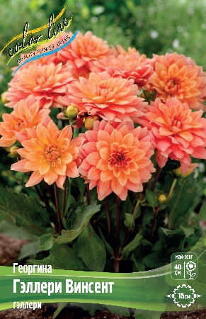 Георгина Гэллери Винсент 1шт (КолЛайн)