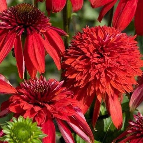 Эхинацея Эксцентрик 1шт (КолЛайн)