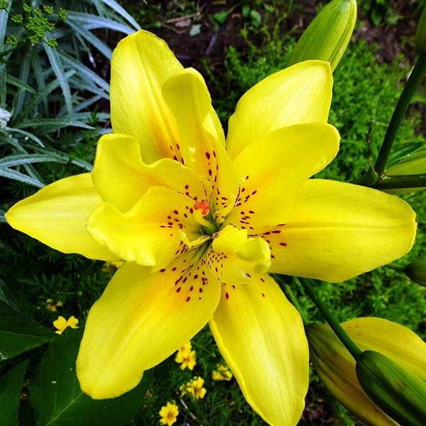 Лилия Сандью 12/14 1шт (КолЛайн) 5шт/уп