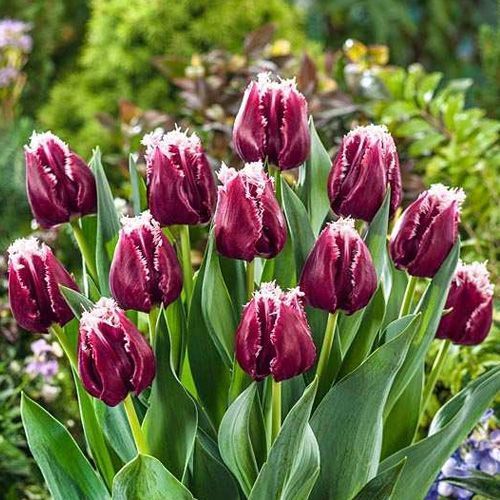 Тюльпан Сан Пабло 1шт (КолЛайн) 5шт/уп