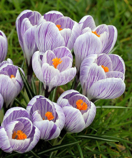 Крокус Кинг оф Стрипд 7/8 1шт (КолЛайн) 5шт/уп