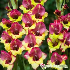 Гладиолус Брешиа 12/14 1шт (НК) 6шт/уп