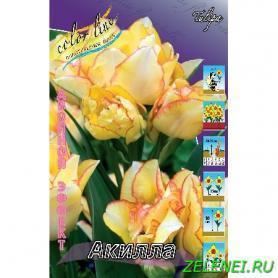 Тюльпан Акилла 1шт (КолЛайн) 3шт/уп