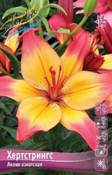 Лилия Хертстрингс 10/12 1шт (КолЛайн) 7шт/уп