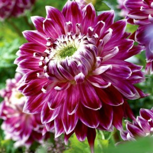 Георгина Ванкувер 1шт (КолЛайн)