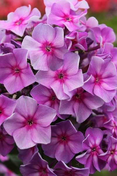 Флокс Грэфин Фон Шверин 1шт (КолЛайн) 2шт/уп