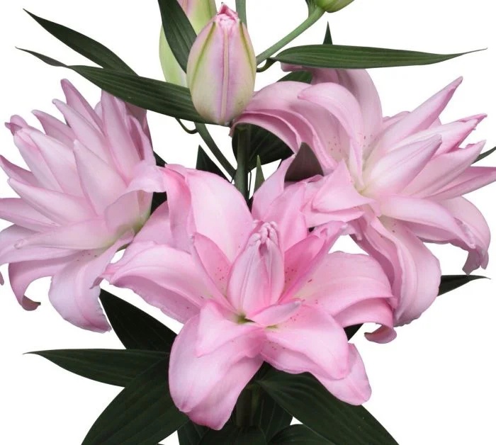 Лилия Вейврайдер 12/14 1шт (КолЛайн) 5шт/уп