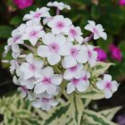 Флокс Нора Лей 1шт (КолЛайн) 