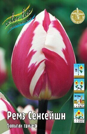 Тюльпан Ремз Сенсейшн 11/12 1шт (КолЛайн) 7шт/уп
