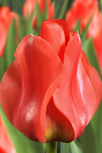 Тюльпан Ораторио 11/12 1шт (Садовита) 10шт/уп