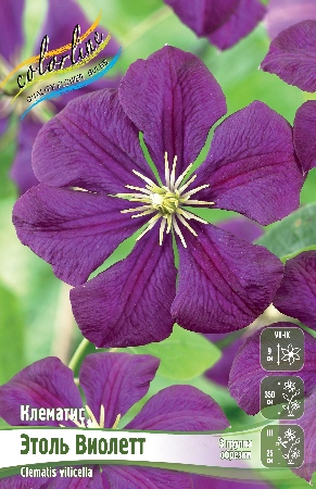 Клематис Этоль Виолетт 1шт (КолЛайн)