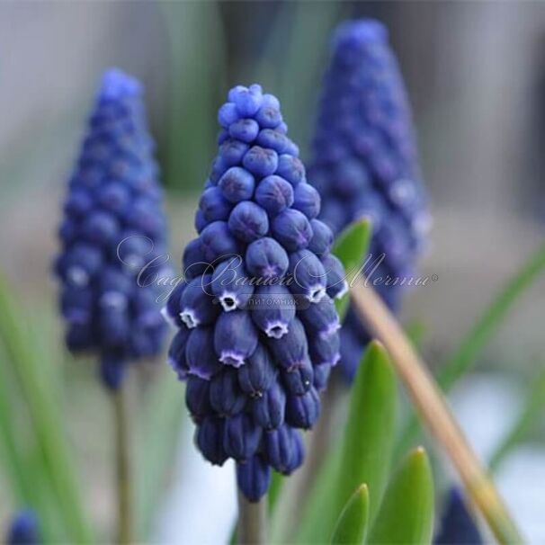 Мускари Джойс Спирит 1шт (КолЛайн) 5шт/уп