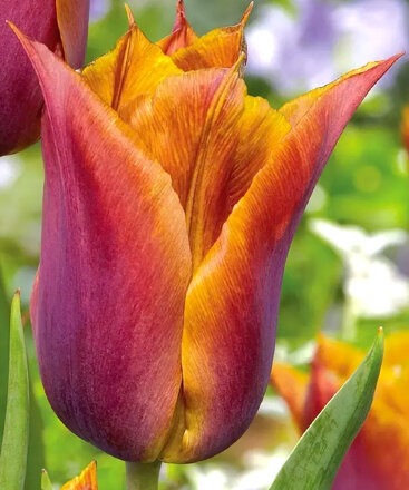 Тюльпан Реквест 1шт (КолЛайн) 7шт/уп