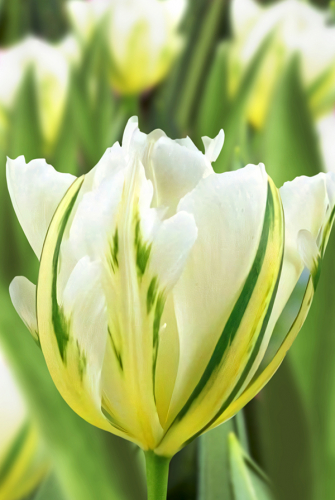 Тюльпан Уайт Валлей 11/12 1шт (Садовита) 8шт/уп