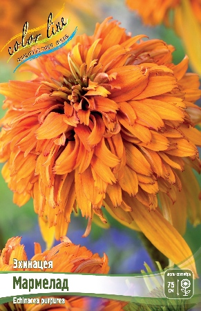 Эхинацея Мармелад 1шт (КолЛайн)
