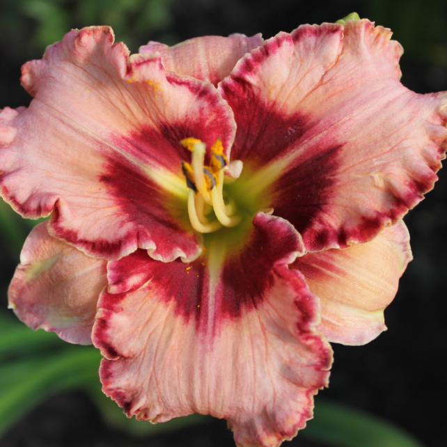 Лилейник Лайз энд Липстик 1шт (КолЛайн)