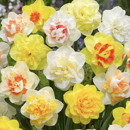 Нарцисс Смесь махровая 1шт (КолЛайн) 5шт/уп