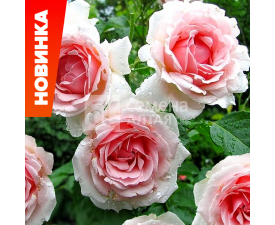 Роза Баллада 1шт (Алтай) флорибунда, св.розовая