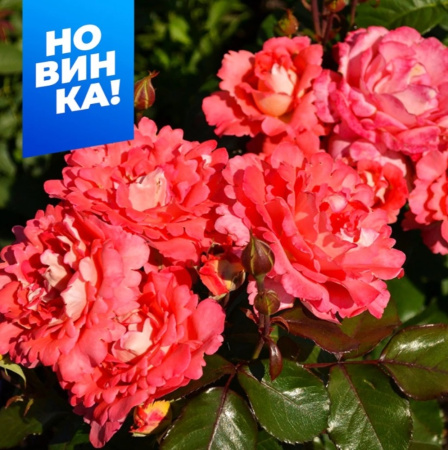 Роза Вайкики 1шт (Алтай) флорибунда, розовая
