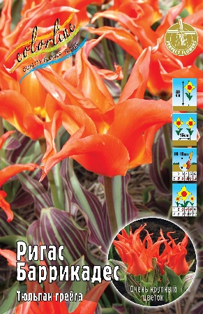 Тюльпан Ригас Баррикадес 10/11 1шт (КолЛайн) 8шт/уп