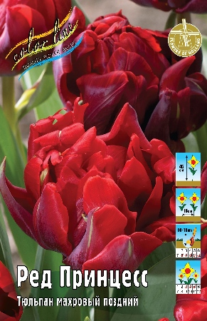 Тюльпан Ред Принцесс 11/12 1шт (КолЛайн) 7шт/уп 