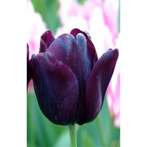 Тюльпан Пол Ширер 1шт (КолЛайн) 3шт/уп триумф