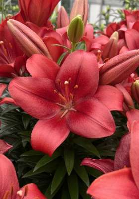 Лилия Саммер Скарлет 10/12 1шт (КолЛайн) 5шт/уп