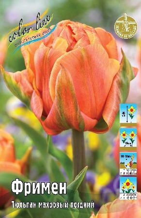 Тюльпан Фримен 11/12 1шт (КолЛайн) 3шт/уп
