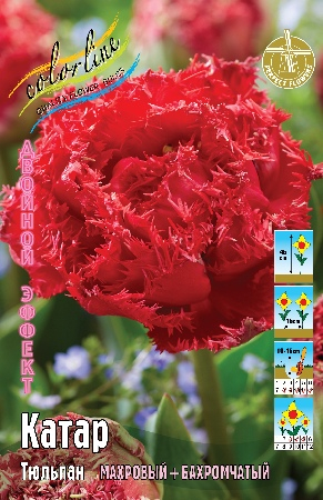 Тюльпан Катар 1шт (КолЛайн) 3шт/уп