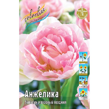 Тюльпан Анжелика 11/12 1шт (КолЛайн) 7шт/уп