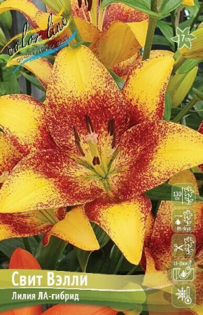Лилия Свит Вэлли 12/14 1шт (КолЛайн) 7шт/уп