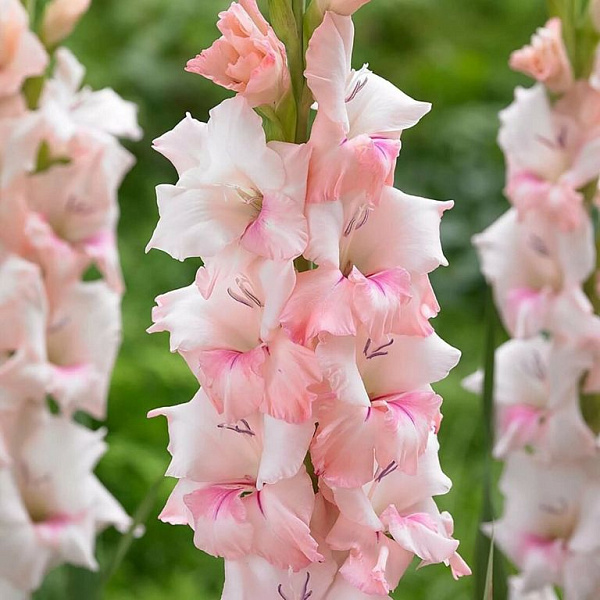 Гладиолус Адреналин 1шт (КолЛайн) 8шт/уп