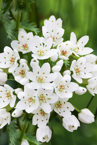 Лук декоративный Ковани 5/+ 1шт (Садовита) 15шт/уп