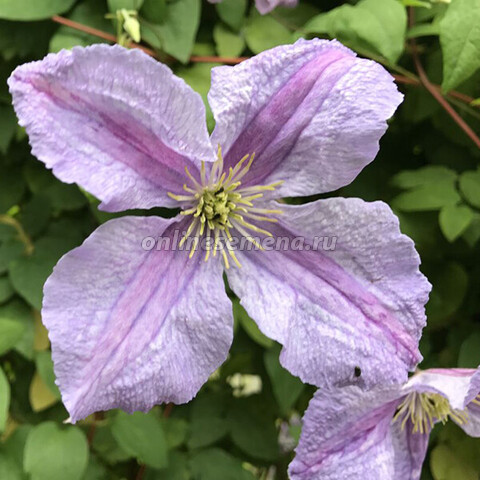 Клематис Эмилия Платер 1шт (Садовита) 