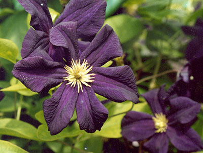 Клематис Романтика 1шт (КолЛайн) 2шт/уп