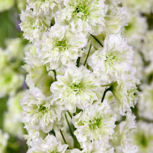 Дельфиниум Морнинг Санрайз 1шт (КолЛайн)