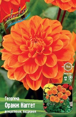 Георгина Оранж Наггет 1шт (КолЛайн)