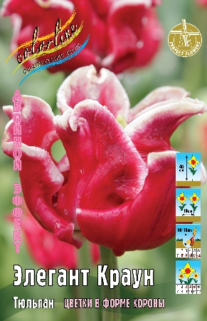 Тюльпан Элегант Краун 1шт (КолЛайн) 8шт/уп 