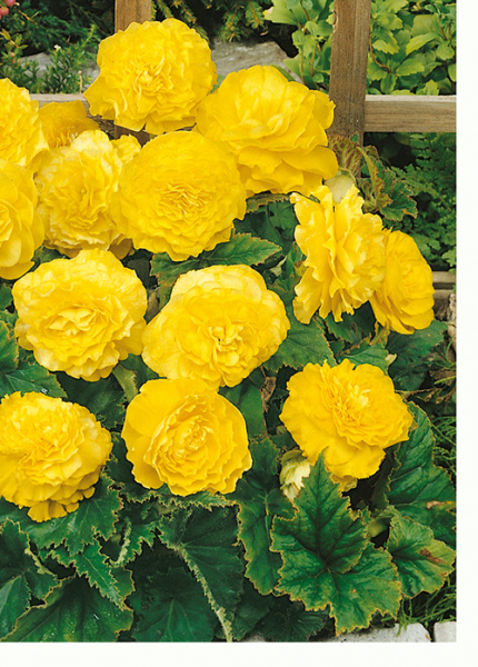 Бегония Махровая Желтая 5/6 1шт (КолЛайн) 2шт/уп