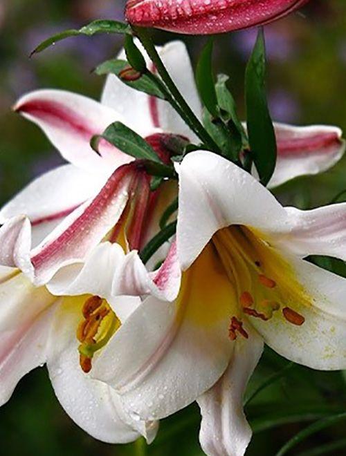 Лилия Регале 12/14 1шт (Садовита) 5шт/уп