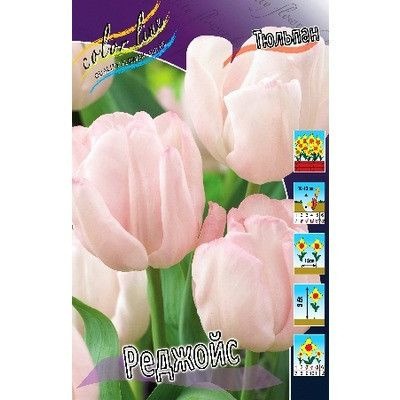Тюльпан Реджойс 1шт (КолЛайн) 7шт/уп триумф.