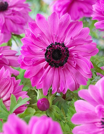 Анемона Адмирал 1шт (КолЛайн) 5шт/уп