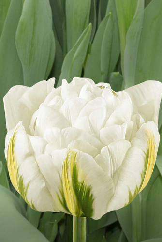 Тюльпан Глобал Дизаер 11/12 1шт (Садовита) 7шт/уп