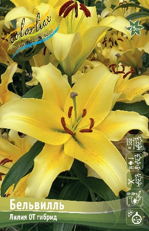Лилия Бельвилль 12/14 1шт (КолЛайн) 5шт/уп